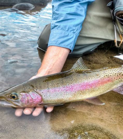 taupo fishing license|Trout Fishing Taupō .